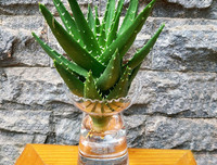 [ẢNH] 11 loại cây lọc không khí tốt nhất để nhà bạn luôn xanh sạch