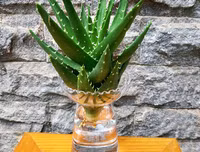 [ẢNH] 11 loại cây lọc không khí tốt nhất để nhà bạn luôn xanh sạch