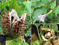 [ẢNH] Điểm mặt 10 