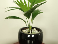 [ẢNH] 11 loại cây lọc không khí tốt nhất để nhà bạn luôn xanh sạch