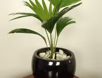 [ẢNH] 11 loại cây lọc không khí tốt nhất để nhà bạn luôn xanh sạch