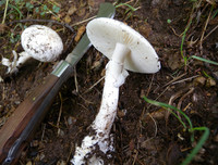 [ẢNH] Điểm mặt 10 