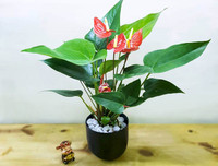 [ẢNH] 11 loại cây lọc không khí tốt nhất để nhà bạn luôn xanh sạch