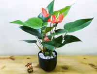 [ẢNH] 11 loại cây lọc không khí tốt nhất để nhà bạn luôn xanh sạch