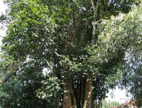 [ẢNH] Điểm mặt 10 