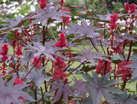 [ẢNH] Điểm mặt 10 