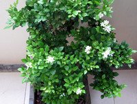 [ẢNH] 11 loại cây lọc không khí tốt nhất để nhà bạn luôn xanh sạch