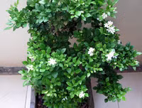 [ẢNH] 11 loại cây lọc không khí tốt nhất để nhà bạn luôn xanh sạch