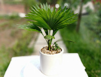 [ẢNH] 11 loại cây lọc không khí tốt nhất để nhà bạn luôn xanh sạch