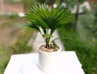 [ẢNH] 11 loại cây lọc không khí tốt nhất để nhà bạn luôn xanh sạch