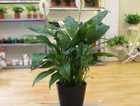 [ẢNH] 11 loại cây lọc không khí tốt nhất để nhà bạn luôn xanh sạch