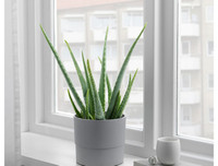 [ẢNH] 11 loại cây lọc không khí tốt nhất để nhà bạn luôn xanh sạch