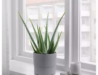 [ẢNH] 11 loại cây lọc không khí tốt nhất để nhà bạn luôn xanh sạch