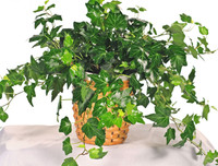 [ẢNH] 11 loại cây lọc không khí tốt nhất để nhà bạn luôn xanh sạch