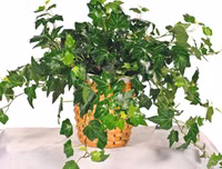 [ẢNH] 11 loại cây lọc không khí tốt nhất để nhà bạn luôn xanh sạch