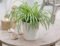 [ẢNH] 11 loại cây lọc không khí tốt nhất để nhà bạn luôn xanh sạch