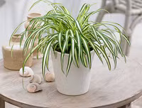 [ẢNH] 11 loại cây lọc không khí tốt nhất để nhà bạn luôn xanh sạch