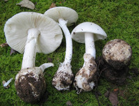 [ẢNH] Điểm mặt 10 