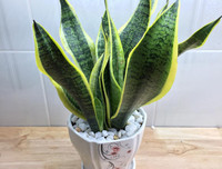 [ẢNH] 11 loại cây lọc không khí tốt nhất để nhà bạn luôn xanh sạch