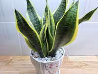 [ẢNH] 11 loại cây lọc không khí tốt nhất để nhà bạn luôn xanh sạch