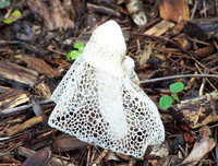 [ẢNH] Điểm danh những loại nấm 