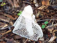 [ẢNH] Điểm danh những loại nấm 