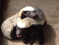 [ẢNH] Top 8 loài động vật sở hữu trí thông minh 