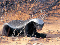 [ẢNH] Top 8 loài động vật sở hữu trí thông minh 