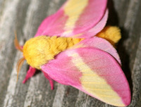 [ẢNH] Vẻ đẹp kỳ diệu trên đôi cánh của một số loài bướm