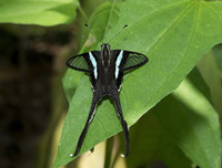 [ẢNH] Vẻ đẹp kỳ diệu trên đôi cánh của một số loài bướm