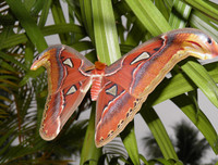 [ẢNH] Vẻ đẹp kỳ diệu trên đôi cánh của một số loài bướm