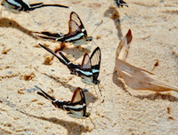 [ẢNH] Vẻ đẹp kỳ diệu trên đôi cánh của một số loài bướm