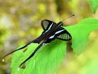 [ẢNH] Vẻ đẹp kỳ diệu trên đôi cánh của một số loài bướm