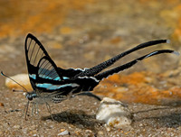 [ẢNH] Vẻ đẹp kỳ diệu trên đôi cánh của một số loài bướm