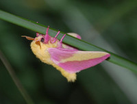 [ẢNH] Vẻ đẹp kỳ diệu trên đôi cánh của một số loài bướm