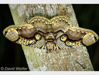 [ẢNH] Vẻ đẹp kỳ diệu trên đôi cánh của một số loài bướm