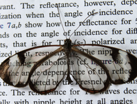 [ẢNH] Vẻ đẹp kỳ diệu trên đôi cánh của một số loài bướm