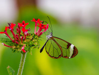 [ẢNH] Vẻ đẹp kỳ diệu trên đôi cánh của một số loài bướm