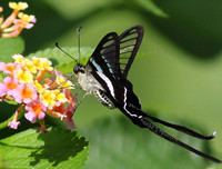 [ẢNH] Vẻ đẹp kỳ diệu trên đôi cánh của một số loài bướm