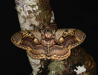 [ẢNH] Vẻ đẹp kỳ diệu trên đôi cánh của một số loài bướm