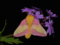 [ẢNH] Vẻ đẹp kỳ diệu trên đôi cánh của một số loài bướm