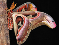 [ẢNH] Vẻ đẹp kỳ diệu trên đôi cánh của một số loài bướm