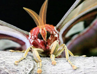 [ẢNH] Vẻ đẹp kỳ diệu trên đôi cánh của một số loài bướm