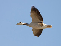 [ẢNH] Những loài chim bay cao không tưởng khiến con người phải kinh ngạc