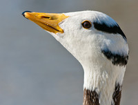 [ẢNH] Những loài chim bay cao không tưởng khiến con người phải kinh ngạc