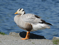 [ẢNH] Những loài chim bay cao không tưởng khiến con người phải kinh ngạc