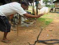 [ẢNH] Kỳ lạ ngôi làng Thái Lan, nơi người và rắn hổ mang là 