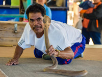 [ẢNH] Kỳ lạ ngôi làng Thái Lan, nơi người và rắn hổ mang là 