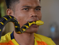 [ẢNH] Kỳ lạ ngôi làng Thái Lan, nơi người và rắn hổ mang là 