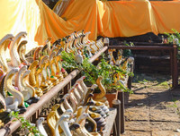 [ẢNH] Kỳ lạ ngôi làng Thái Lan, nơi người và rắn hổ mang là 